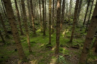 Les particules de nanoplastiques présentes dans le sol parviennent jusque dans la cime des arbres et nuisent à la photosynthèse, selon cette étude (archives). KEYSTONE/SIGI TISCHLER